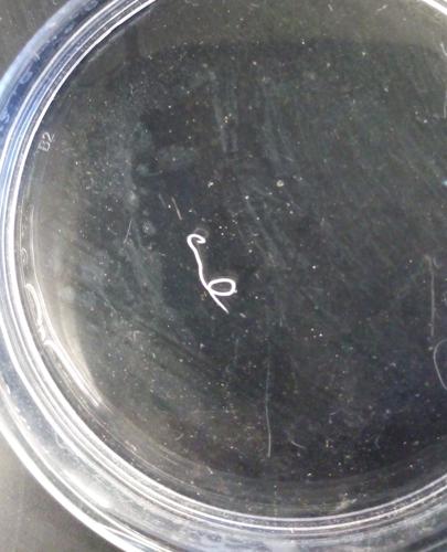 Nematode